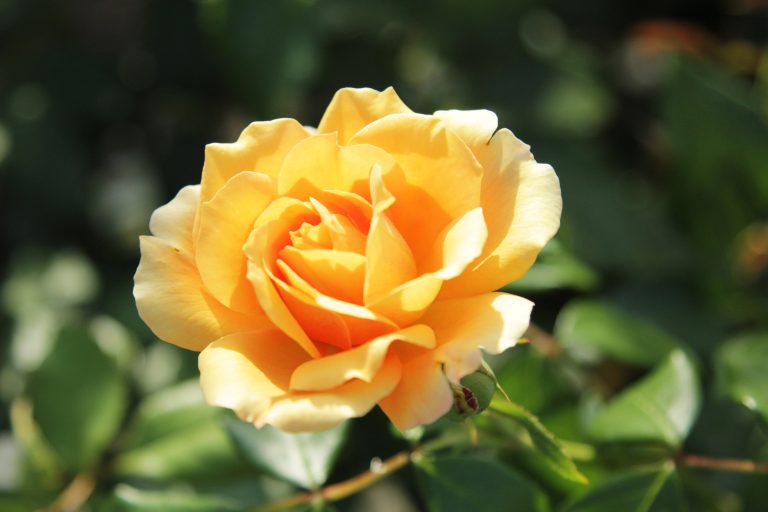 Rose Label Orange fleur seule