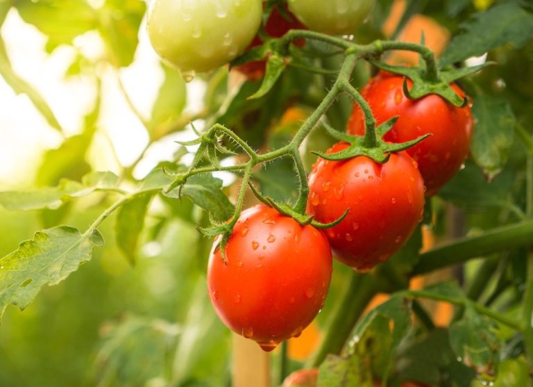 Plants Potager Tomates Label Rouge